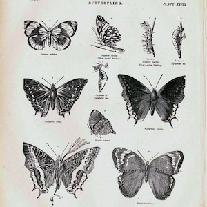 Schmetterlinge XXVIII 1892 Viktorianische Entomologie Antike Karte Von Hübschen Insekten Zum Rahmen Schwarz & Weiß Bild 3