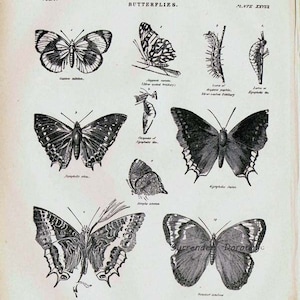 Butterflies XXVIII 1892 Victorian Entomology Antique Chart Of Pretty Insects To Frame Black & White image 3