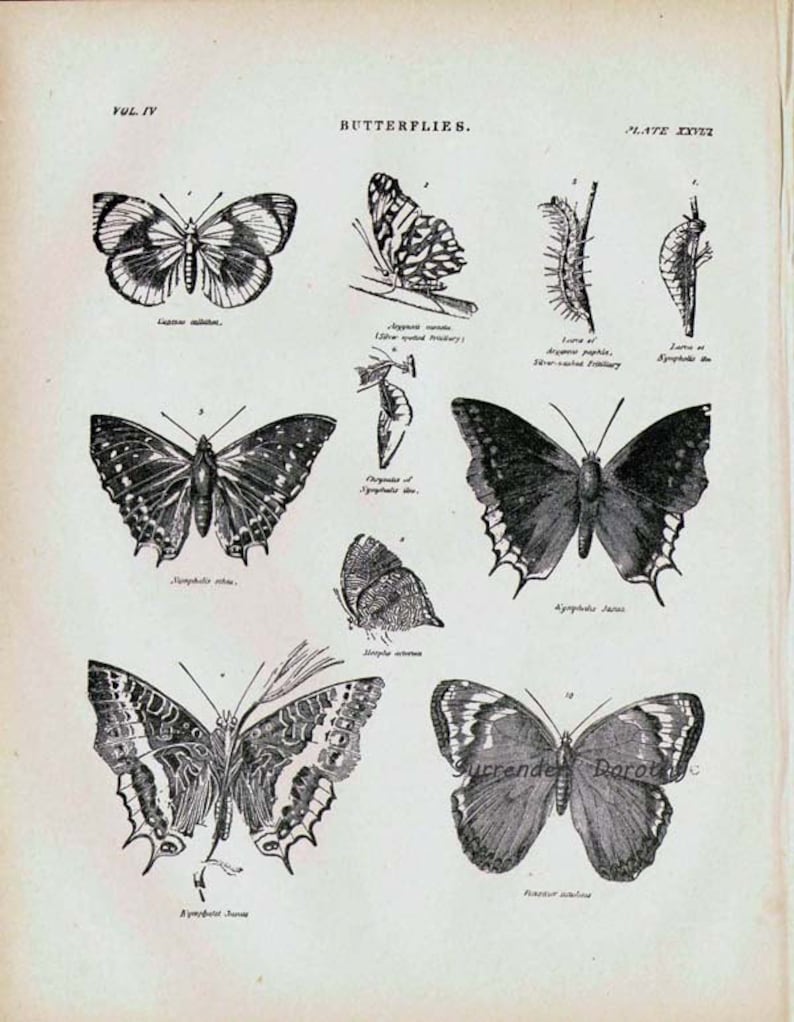 Butterflies XXVIII 1892 Victorian Entomology Antique Chart Of Pretty Insects To Frame Black & White image 3