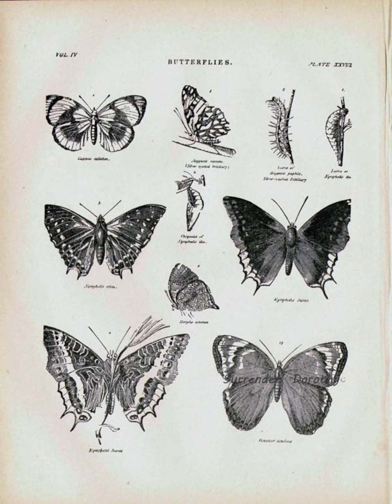 Schmetterlinge XXVIII 1892 Viktorianische Entomologie Antike Karte Von Hübschen Insekten Zum Rahmen Schwarz & Weiß Bild 3