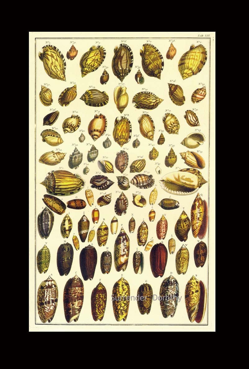 洋書 Shells - Classic Natural History Prints 洋書 Shells
