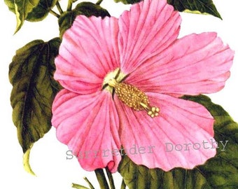 Hibiscus Rose Mallow Flower Vintage 1955 Botanical Lithograph Art  Print To Frame 221