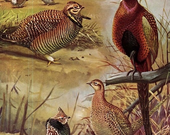 Pheasants Gamebirds Fuertes Vintage Wild Bird Chart Lithograph Print 1955 Color Illustration To Frame