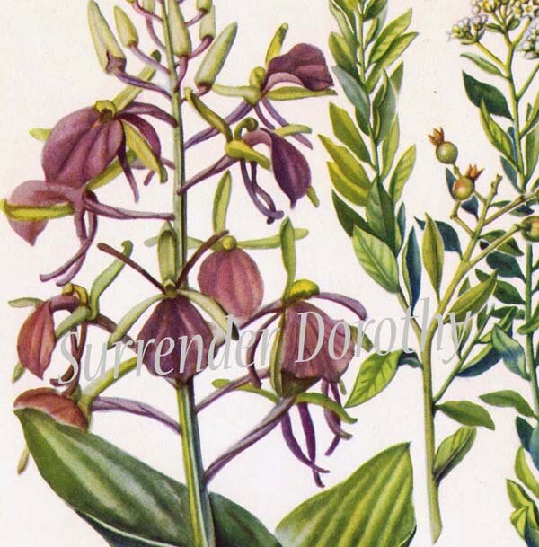 Large Twayblade Bastard Toadflax Flower Vintage Botanical Etsy Large Twayblade Bastard Toadflax Flower Vintage Botanical Etsy