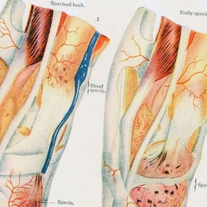 May include: A diagram illustrating the anatomy of a horse's hock joint, showing the location of spavin, a condition that causes lameness. The diagram shows a healthy hock joint and a hock joint affected by spavin. The text labels the different parts of the joint, including the blood spavin and the spavin.