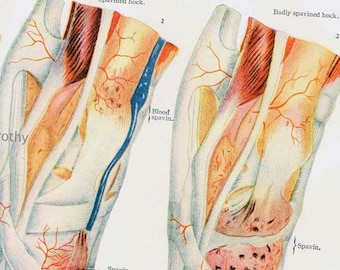 Horse Anatomy Hock Injury Veterinarian Chart 1920s Color Lithograph Antique Large Animal