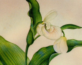 White Lady Slipper Flowers Prestele Vintage Horticulture Poster Print  Botanical Lithograph To Frame 88