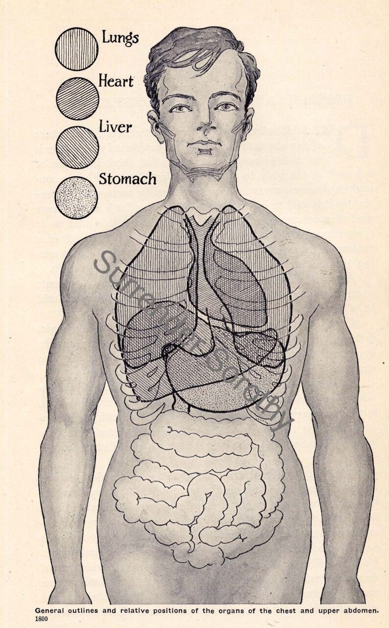 Human Anatomy Chart Heart Lungs Digestive System 1920 Vintage | Etsy