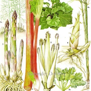 Rhabarber Spargel Bambus Grünkohl Gemüse Pflanze Blume Lebensmittel Tabelle Illustration Für Ihre Vintage Küche 163