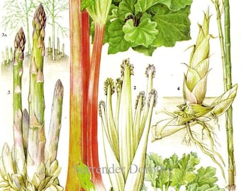 Rhubarb Asparagus Bamboo Kale Vegetable Plant Flower Food Chart Botanical Lithograph Illustration For Your Vintage Kitchen 163