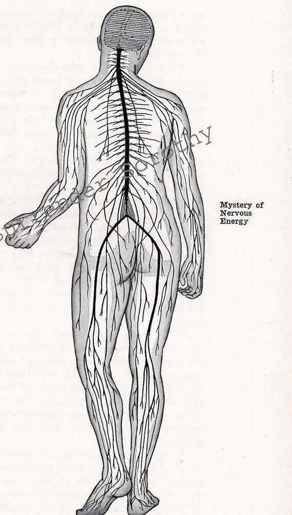 Nerves of the Human Body Unframed Bookplate Print Human Anatomy Print Human Nervous System Chart SC00036