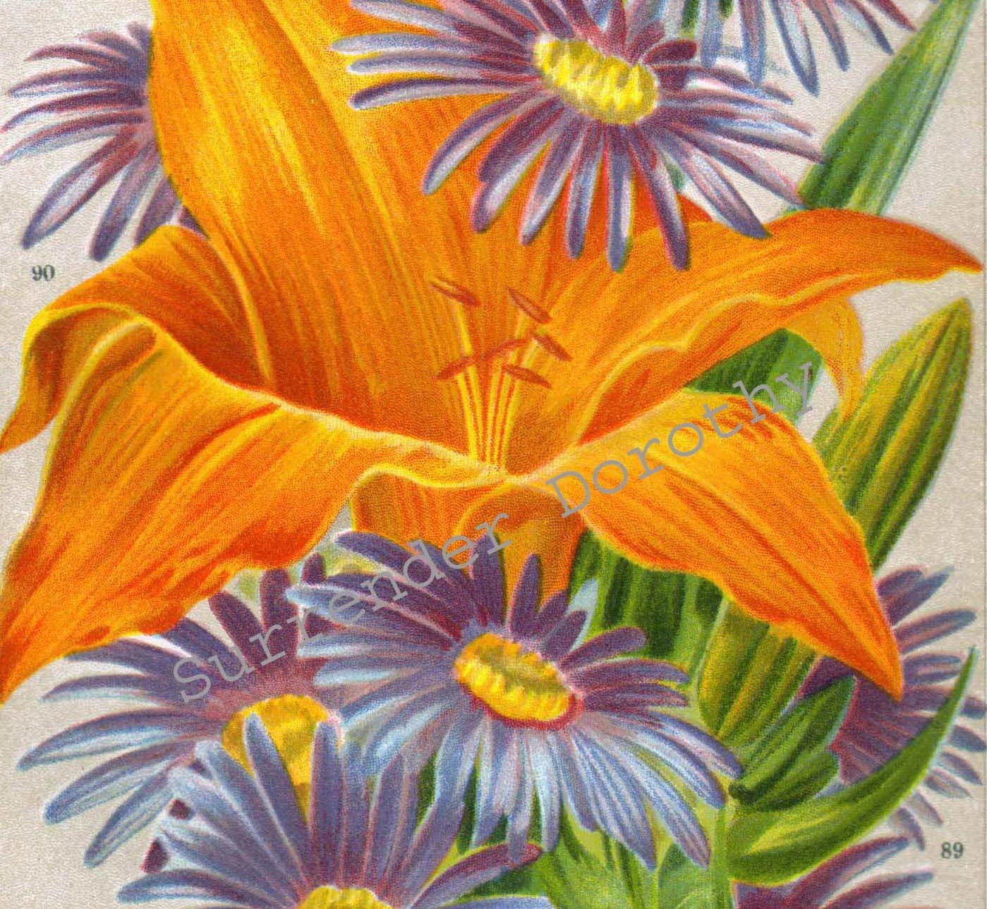 Day Lily & Aster Flowers Jazz Age Summer Botanical Lithograph Etsy