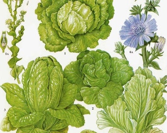Lettuce Chicory Endive Salad Plant Flowers Food Chart Vegetable Botanical Lithograph Illustration For Your Vintage Kitchen 151
