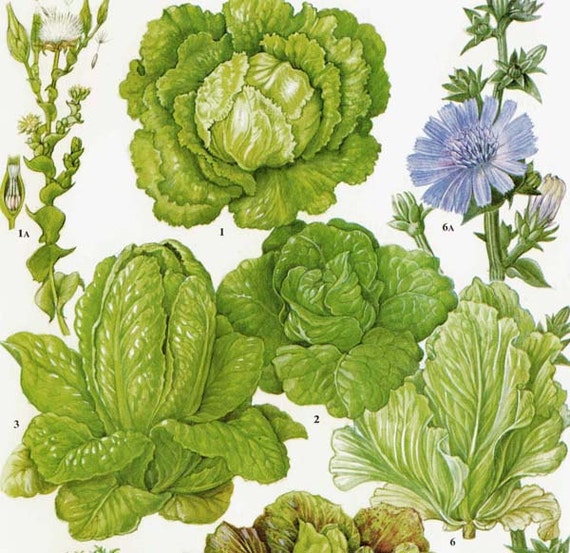 Salad Greens Chart