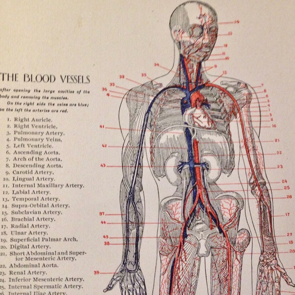 Human Blood Vessels Circulatory System Anatomy 1912 Vintage Medical Chart To Frame