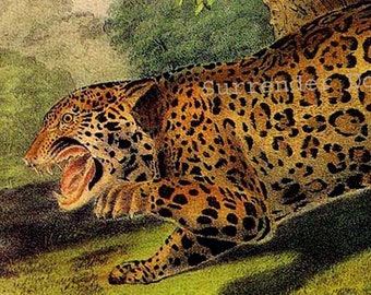 Jaguar Big Cat Lithograph Audubon Wild Animal Natural History Illustration To Frame