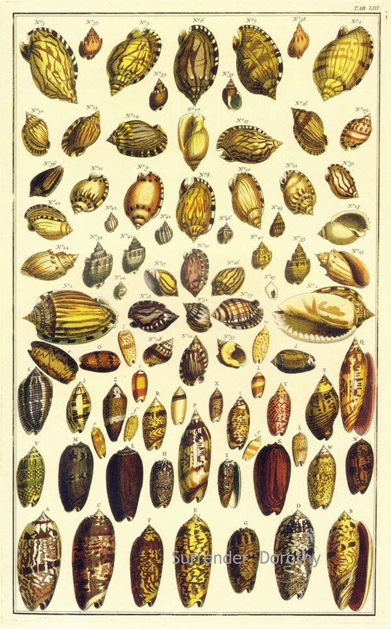 Shells - Classic Natural History Prints - Dance, S. Peter