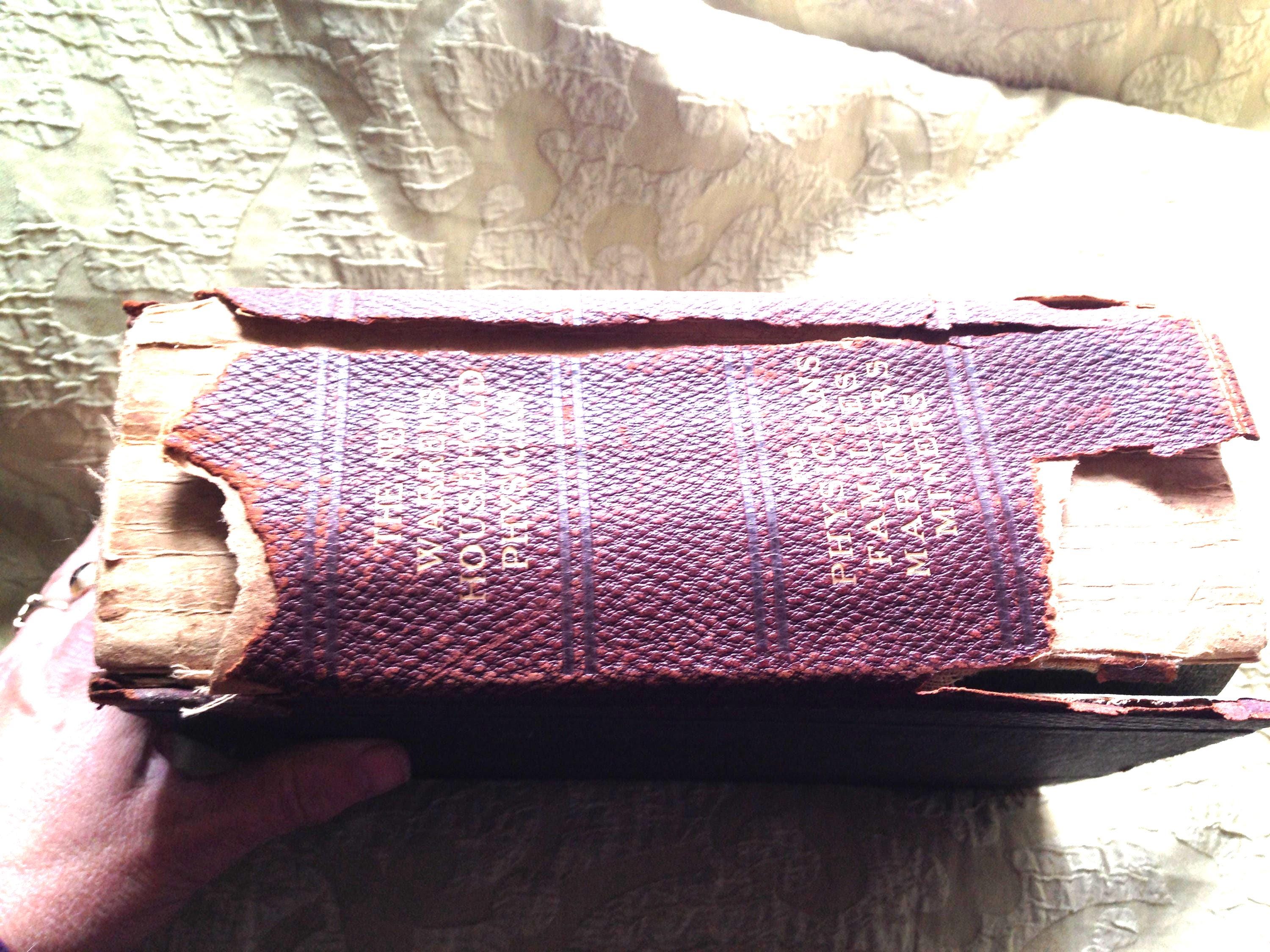 New Warren's Household Physician 1903 Medical Book Anatomy Disease Wellness Homeopathic Medicine