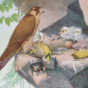 Entenfalke Vögel Ornithologie Lithographie Schaubild 1940er Jahre P51