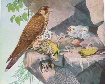 Gravure Originale 1657 Corbeau – Matt. Merian – Colorée à La Main – Période Baroque – Certifiée Authentique