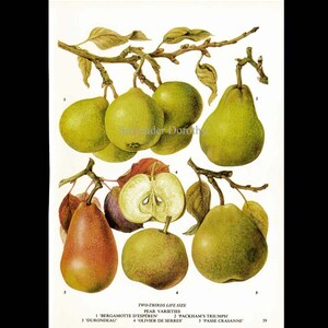 French Pear Chart Fruit Flowers Botanical Lithograph Food Illustration For Your Vintage Kitchen 59 image 3