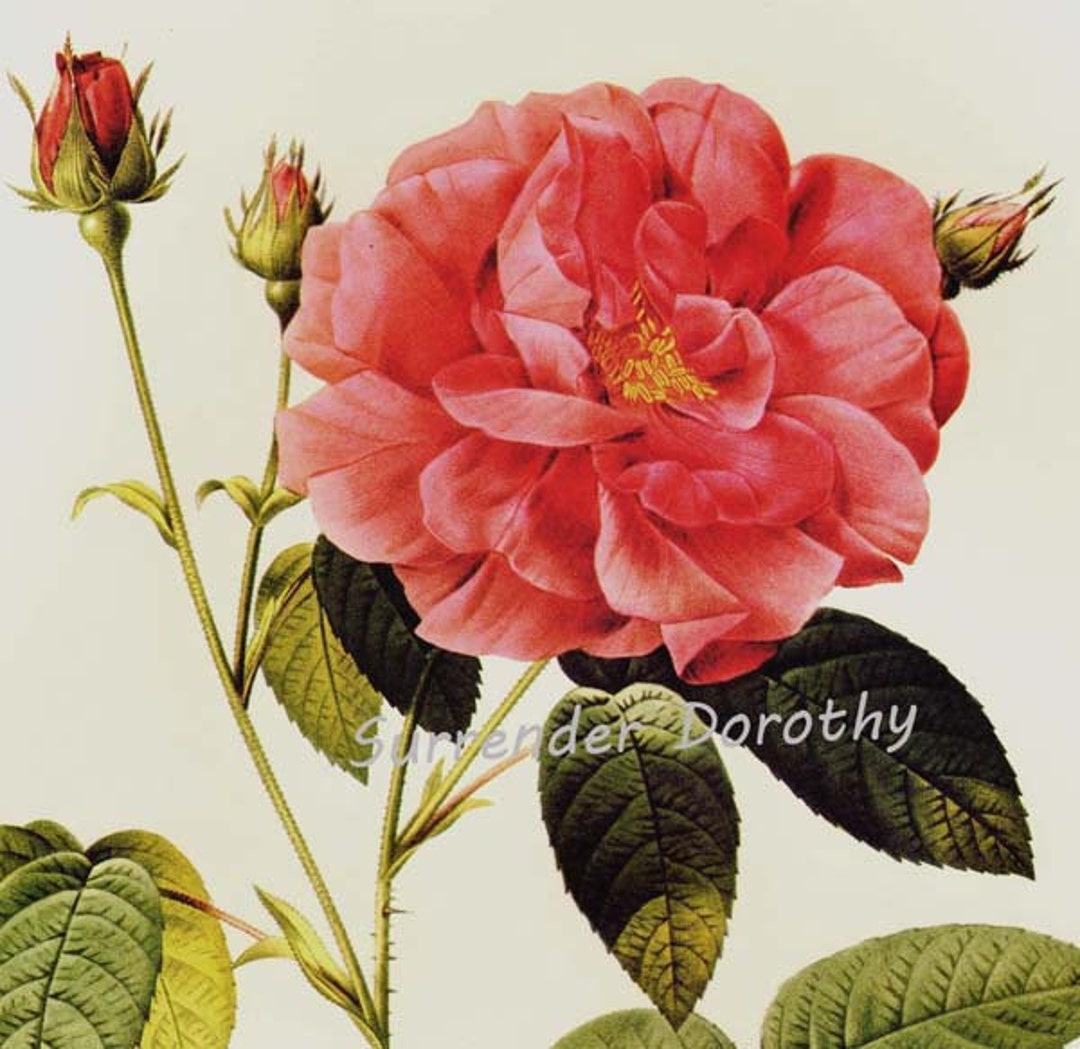 Pink Apothecary's Rose Redoute Rosa Gallica Officinalis Vintage Flower ...