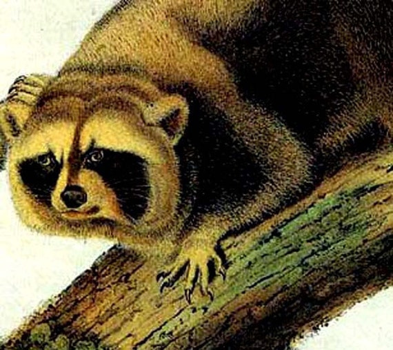Raccoons Audubon Vintage Wild Animal Natural History | Etsy