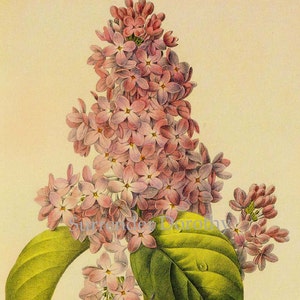 Lilac Syringa vulgaris Vintage Illustration Wild Flower Lithograph By Redoute Botanical Print To Frame 107