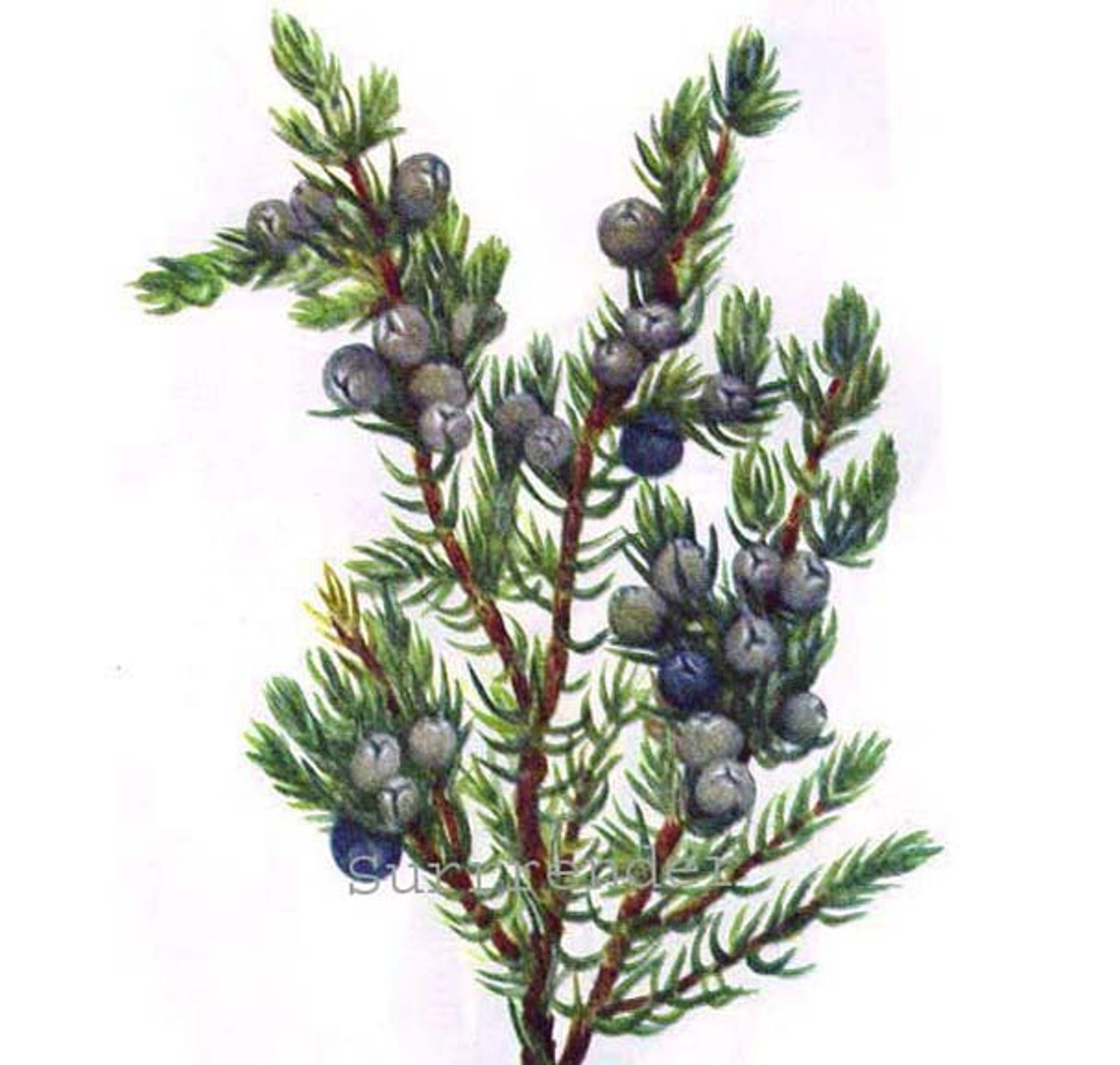 Juniper Berry by M.P. Kozlowsky Juniper Berry by M.P. Kozlowsky