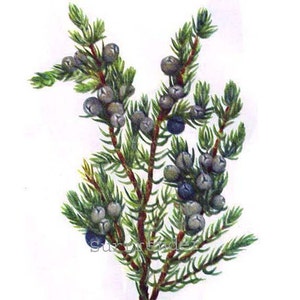 Mountain Juniper Tree Berries Juniperus Sibirea Vintage Home Decor 1955 Botanical Lithograph Art Print To Frame 11 image 1