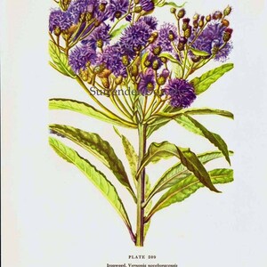 Ironweed Veronia Noveboracensis Flower Botanical 1950s Vintage Wildflower Art Print To Frame 209 image 3