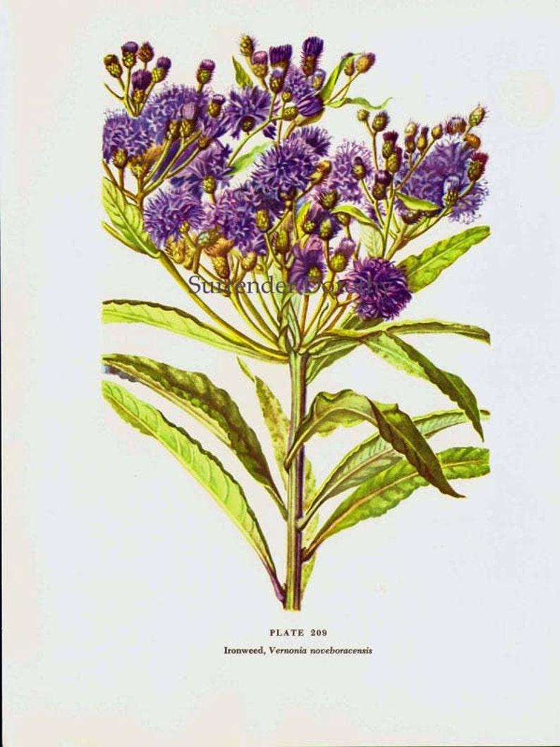 Ironweed Veronia Noveboracensis Flower Botanical 1950s Vintage Wildflower Art Print To Frame 209 image 3