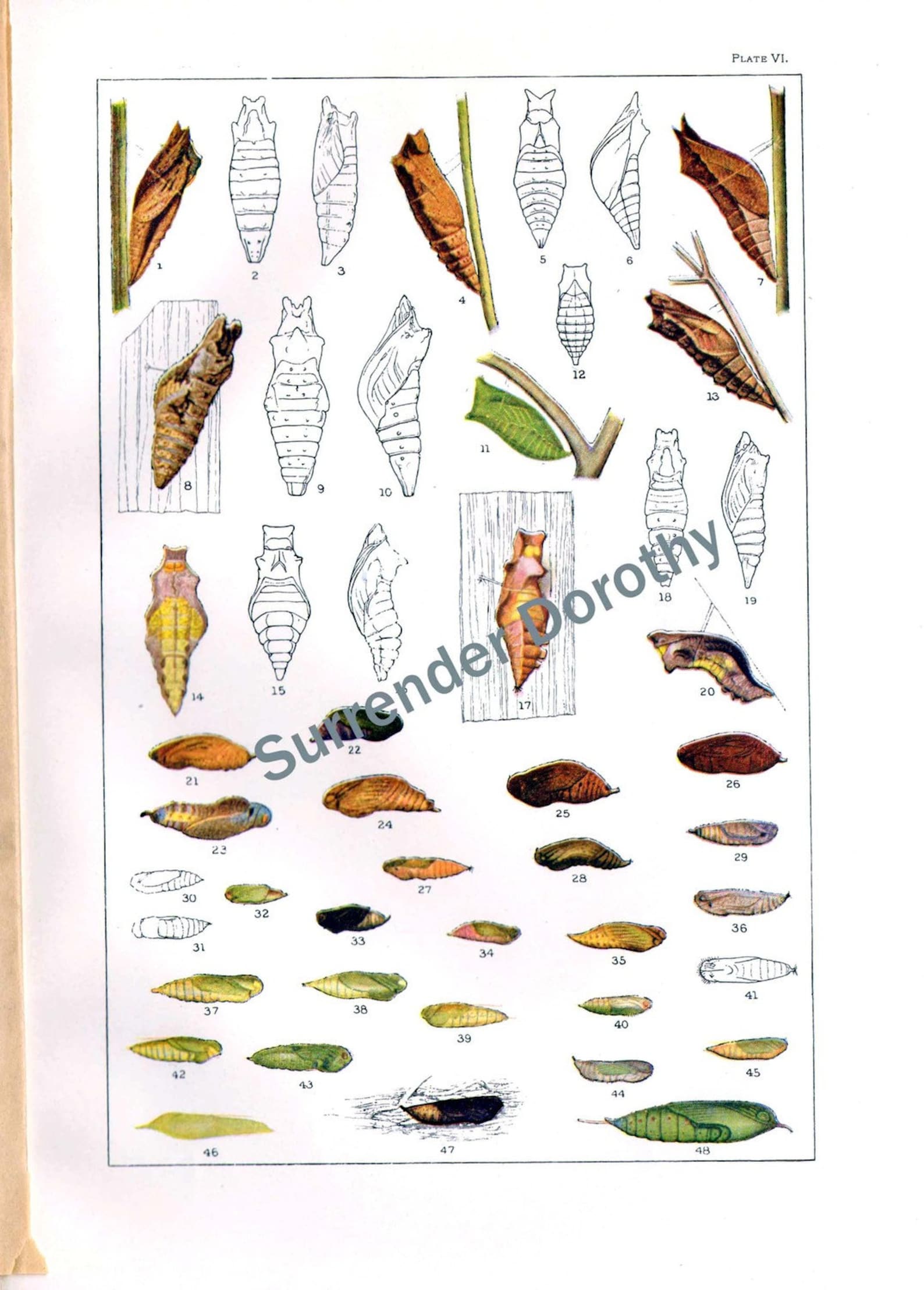Butterfly Cocoon Chart Edwardian Entomology 1900 Natural Etsy