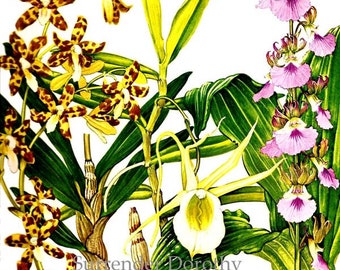 Leopard Orchid  Flowers Tropical Central Africa Botanical Exotica Vintage Illustration To Frame 69