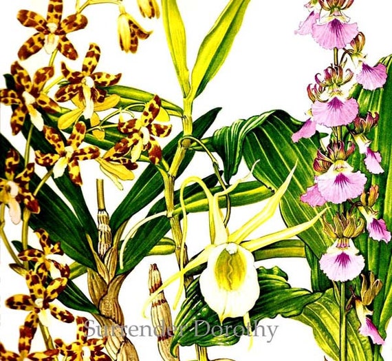 Orquídea Leopardo Flores Tropical África Central Botánica - Etsy México