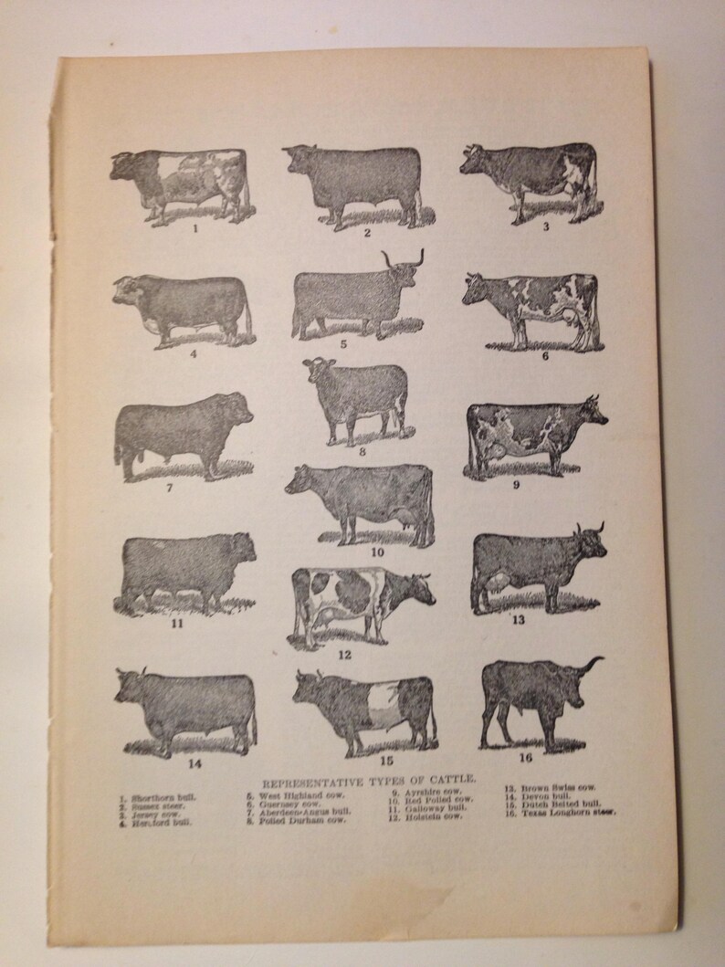 Know Your Cattle Breeds Chart Edwardian Natural History Lithograph ...