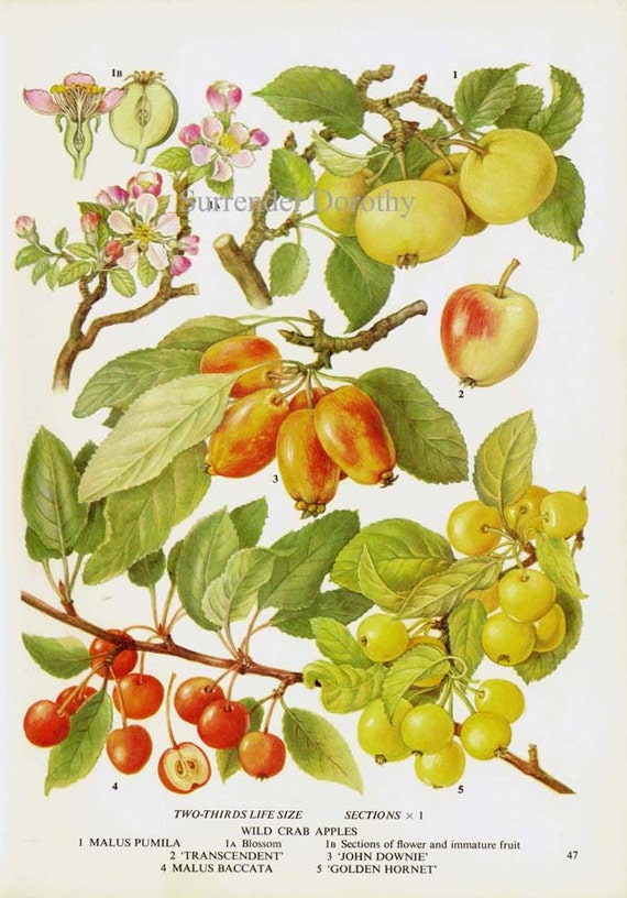 Crabapple Chart