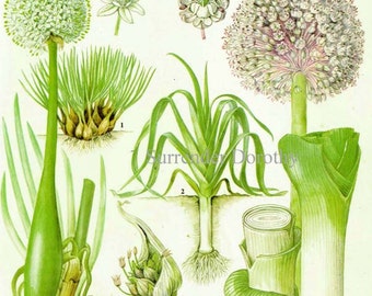 Schalotte Lauch Knoblauch Karte Gemüse Essen Botanische Lithografie Illustration für Ihre Vintage Küche 169
