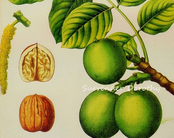 European Walnut Juglans Regia Prestele Vintage Agriculture Poster Print  Botanical Lithograph To Frame 81