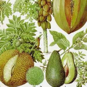 Avocado Broodfruit Pawpaw Tropische Fruit Bloem Grafiek Voedsel Botanische Lithografie Illustratie Voor Uw Vintage Keuken 115