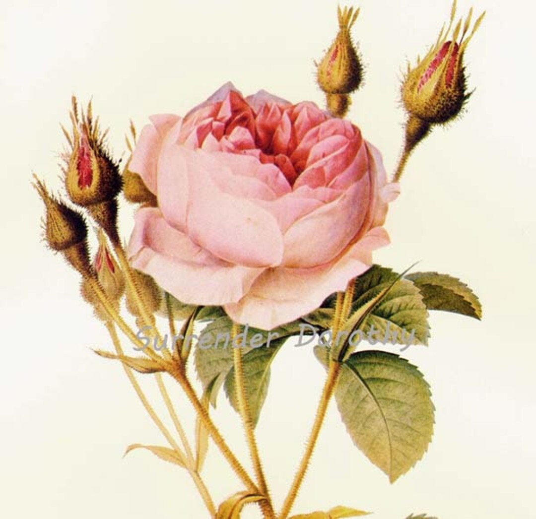 ALBA ROSA ポスター 縦84cm×横59cm il_1080xN.3150998207_i9r5.jpg