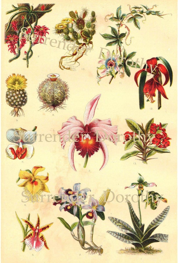 Cactus Species Chart