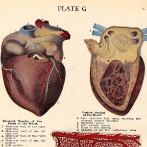 Menselijk hart anatomie medische identificatiekaart voor inlijsten