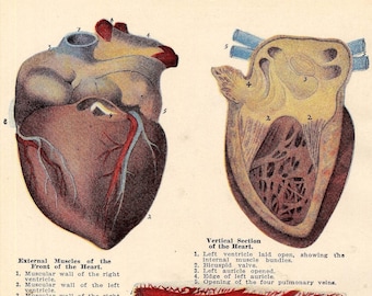 Human Heart Anatomy Medical Identification Chart  For Framing