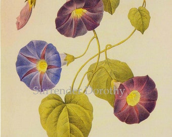 Purple Morning Glory Wild Flower Vintage Lithograph Poster Print Redoute Botanical Lithograph To Frame 109