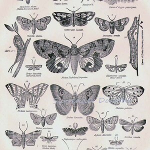 Butterflies & Moths XXXI 1892 Victorian Entomology Antique Chart of ...