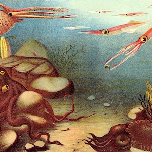 Könnte beinhalten: Eine Illustration einer Unterwasserszene mit einem Oktopus, einem Tintenfisch und anderen Meeresbewohnern. Der Oktopus ist braun und hat acht Tentakel. Der Tintenfisch ist rosa und hat zehn Tentakel. Die anderen Meeresbewohner sind kleiner und schwimmen im Hintergrund.