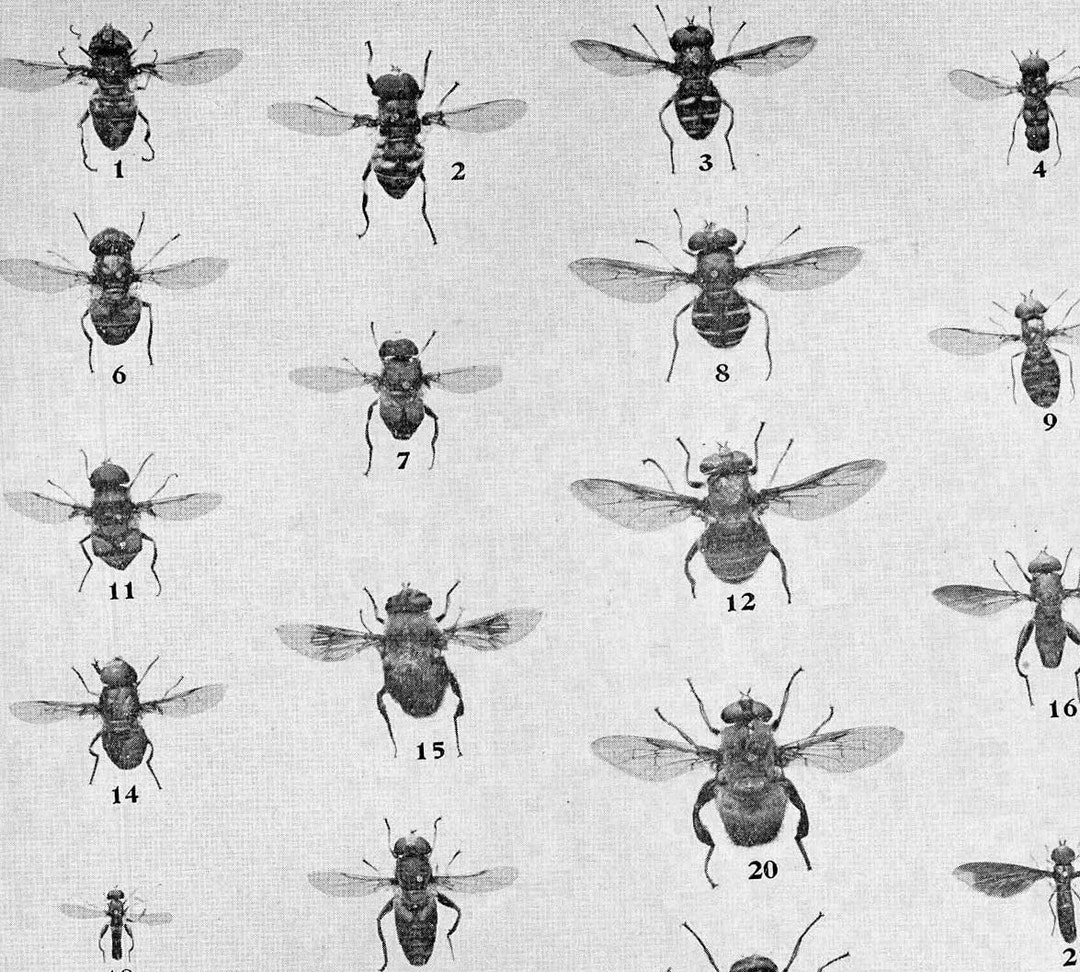 Fly Chart Edwardian Entomology 1907 Natural History Rotogravure ...