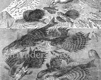 Flying Fish Victorian Ichthyology Vintage Natural History 1892 Original Antique Marine Life Print For Framing