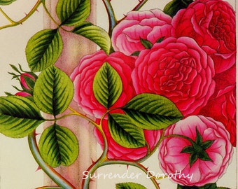 Seven Sisters Pink Rose Prestele Vintage Poster Print  Botanical Lithograph To Frame 92